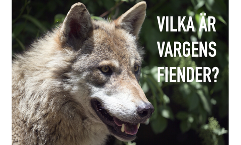Vem Äter Vargen