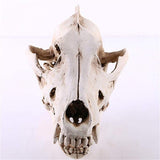 Wolf Skull Decoration